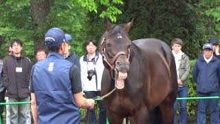 ディ―プインパクトDeep impact16歳の初夏2018年6月 Deep Impact in Shadai Stallion Station