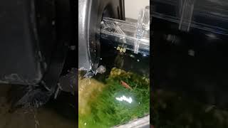 baby trapdoor snail upside down Defying Gravity on the water surface trying to eat anything