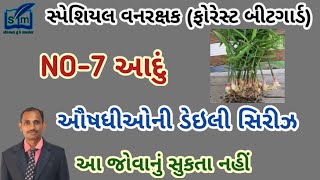 આદું|વનઔષધિની માર્ગદર્શિકા|forest gaurd|ઔષધિય વનસ્પતિઓ|aushadhiy vanaspati|વનરક્ષક(બીટગાર્ડ)