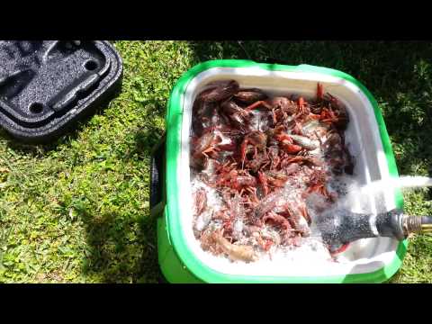 Cleaning the crawfish Cleaning the crawfish
