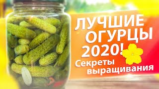 ПОСЕЙТЕ В 2020! ТОП-5 ОГУРЦОВ. ПОЧЕМУ ОГУРЦЫ ГОРЬКИЕ?