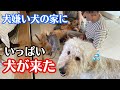 犬嫌いおでんの家に犬を集合させました