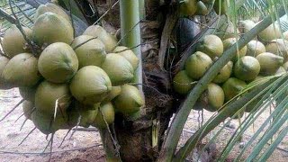 Hybride Dwarf Coconut tree available in Thanjavur : 8110095986