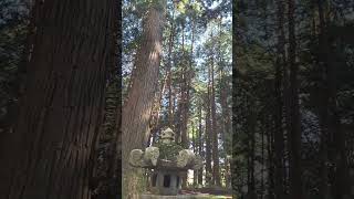 FUJIYOSHIDA SENGEN SHRINE || Japan Holiday #jaynjoy #travel #shorts