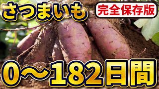 【完全保存版】さつまいも栽培！0~182日間【土づくり👉収穫まで】失敗しないポイントを一気に紹介！