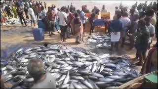 Tuna fish at Neerody, Tamil Nadu (at 2:30 pm, 24/01/2024)🤩