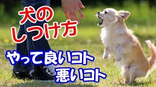 「噛む、吠える」犬の問題行動のしつけ方