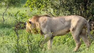 Nkuhuma Young Male Lion injured \u0026 limping after a fight with 2 Males | Plains Camp males were close