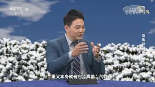 《透视新科技》 20210404 新型抗病棉| CCTV科教