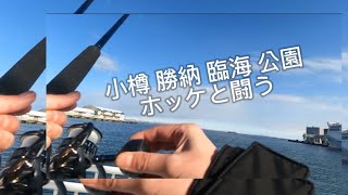 かつない臨海公園でホッケ⁉️  #釣り   #北海道    #魚釣り   @ラブ魚釣り大好き