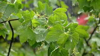 Imagine yourself surrounded by a lush, verdant forest,where the raindrops create sound on leaves.