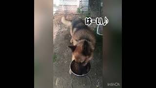 間違えない男。ジャーマンシェパード与一#ジャーマンシェパード#元保護犬#ご飯待ち#大型犬多頭飼い #犬ごはん