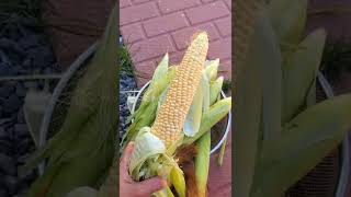 Homegrown Sweet Corn | Let's eat it