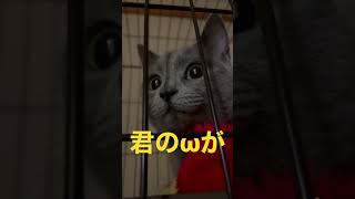 ωが可愛すぎてドキドキ🧡させる猫（ロシアンブルー）#shorts