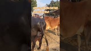 ਧਨੌਲਾ ਪਸੂ ਮੰਡੀ 11-2-25 ਦੀ ਦੇਖੋ ਵੀਡੀਓ ਜੀ #cow #baufflo #bufflow #farming #bafflos #bull #bufflo #vlog