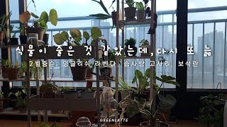 식집사의 기분전환 방법; 식물재배치 그리고 새식물구입☺️🪴🪻🌿