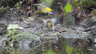 河口湖フィールドセンターのキビタキ（雄）とオオルリ（雄・幼鳥）その３（4K動画）