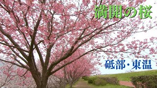 Full bloom of Yoko the Cherry Blossom \u0026 Somei-Yoshino: Tobe Akasaka Izumi, Toon Shigenobu River bank