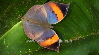 Stunning colours and camouflage of India's National Butterfly - Orange Oakleaf Butterfly