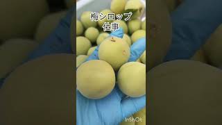 梅仕事！梅シロップ作り(^^)梅２キロ+氷砂糖２キロ #ume #farming 　