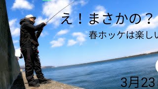 【春ホッケ】ジャークすると、、、意外な魚が釣れた