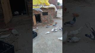 Kabutar mini vlog 🕊️ #petvlogger #minivlog #pigeon #birds #petlover  #shorts #animals #kabootar