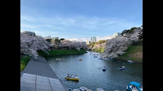 Vespa Sprint NOTTE🛵千代田桜祭り🌸千鳥ヶ淵緑道 靖国神社⛩桜のライトアップ