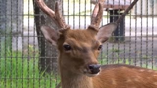 T198　　2024年8月23日　ヤクシカ　　音楽　オズの魔法使い　　南部丘陵公園　　たか鷹短信