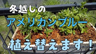 冬越しのアメリカンブルー、元気がないので、植え替えます！