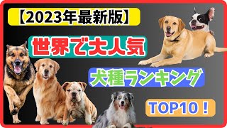 【2023年最新版】世界で大人気犬種ランキングTOP10！