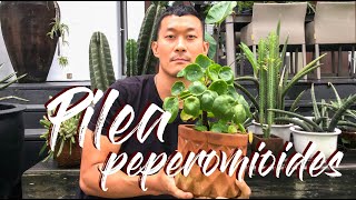 Pilea peperomioides care and propagation