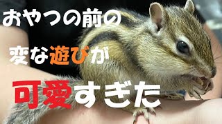 おやつの前の変な遊びが可愛すぎるシマリスとの君