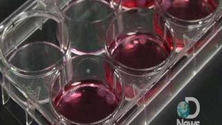Engineering Tissue