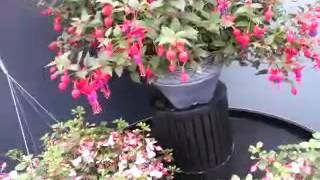 Spring Trials 2016: New Windchimes™ Fuchsia  from GreenFuse