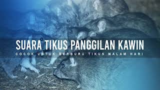 SUARA INDUK TIKUS COCOK UNTUK PIKAT