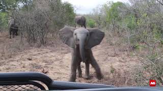 Elephant calf charge