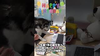 【お知らせ】生後1年の誕生日会の #ポンスキー #ミックス犬