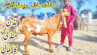 2 October 2024 Laddan Bakra Mandi New Update Luddan Mandi Pakistan Mujtba Goat Farm Luddan