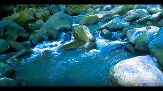 Soothing Water Streams in Tropical Rainforests for Relaxation, Tranquility, and Deep Meditation