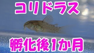 【アクアリウム】コリドラス・オレンジベネズエラ　孵化後1か月の様子だよ♪