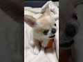 2400万回再生されたガウガウ動画🦁🍎 shorts chihuahua ガウガウ