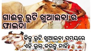 गाय को रोटी खिलाने से होते हैं ये चमत्कारी फायदे ||ଗାଈକୁ ରୁଟି ଖୁଏଇବାର ଫାଇଦା ||