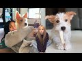 blackpink rosé dog hank cute moments