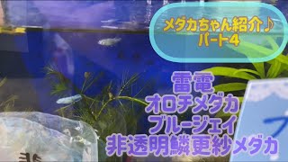 「メダカちゃん紹介♪パート４】雷電・オロチメダカ・ブルージェイ・非透明鱗更紗メダカ