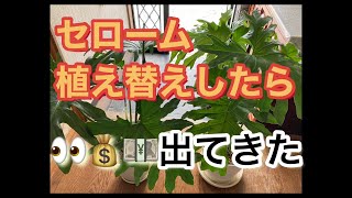 #セローム植え替えしたら👀💴こんなの出て来た🤗#セローム根っこが出て来たので植え替えた🪴