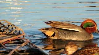 2023.1.26新横浜公園の野鳥_Wild birds of  Shinyokohama Park_チャプター付き