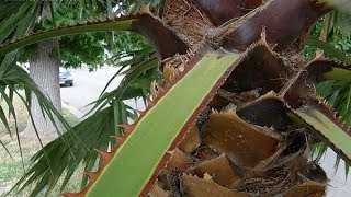 Why does a palm frond snap in the wind ?