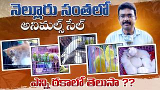 ఎన్ని రకాల తెలుసా?Nellore Birds,Dogs,Cats,Hens, Famous Market All type pets market in Nellore #SASTv