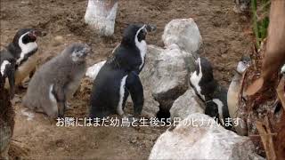 【ペンギン】ペン森集結の一年（伊勢シーパラダイス／水族館）