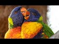 Bird in nature documentary. Relaxing and soothing video